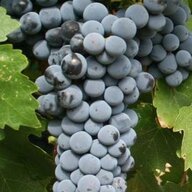 Cabernet