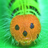 Caterpillar
