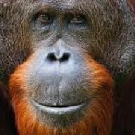 Alpha Ape