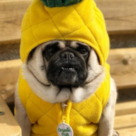 pug