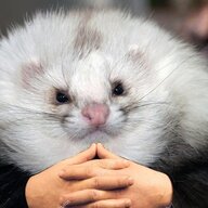 Doctor Weasel