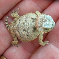 Stinkmondo