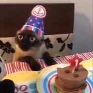 Kattzeow