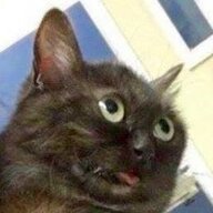 Whiskey Cat