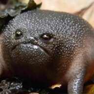 OatmealFrog