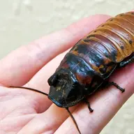 Cockroach Queen