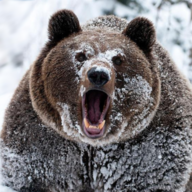 Meth_Bear