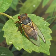 Magicicada_septendecula