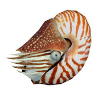 Nautilus