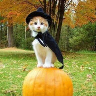 Catto Gatto