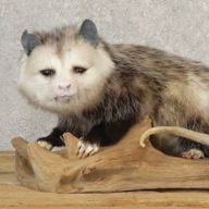 Stinker