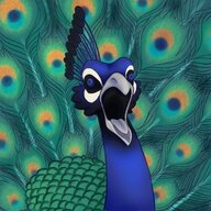 Heraclitus Pavo