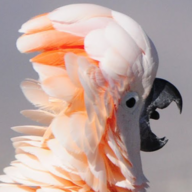 BirdBeeper