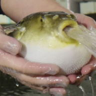Puffer Fish