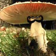 Pharaoh Fungus