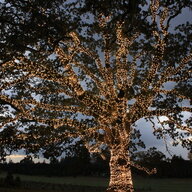 OakTreeinTheGarden