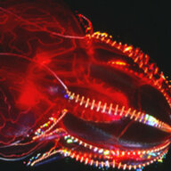 Volcanic Jellyfish