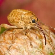 Weevil