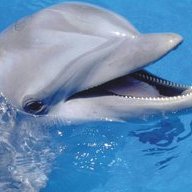 flipper