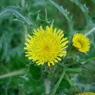 Sonchus Asper