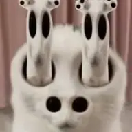 Spliongus
