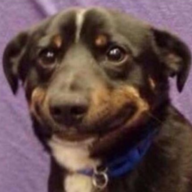 son of jurassic bark