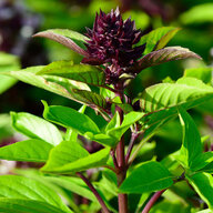 BigBasil