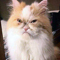 Shitty Kitty