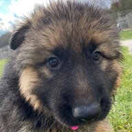 DogSnout
