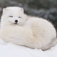 ArcticFox