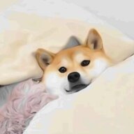 Dogeee