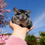Goshdarnchinchillas