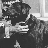 Dambusters' Dog