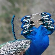 RustedPeacock