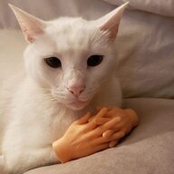 Pussy Pass