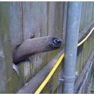Sneakypeepee