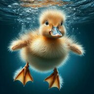 duckdiver