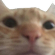Kotoid