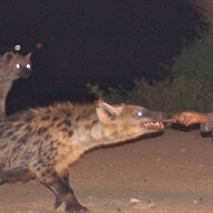 Flippant Aardwolf