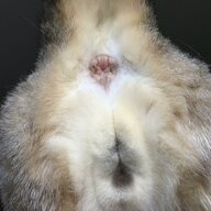 A Cat’s Bumhole
