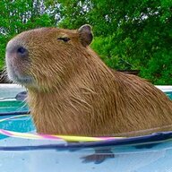 Fat Capivara