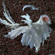 Dick Wings