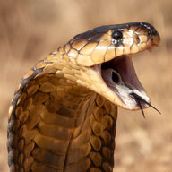 HooliganCobra