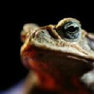 Judgemental Toad