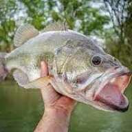 Gray Bass