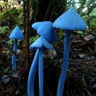 Fungi_