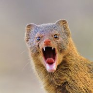 ImpossibleMongoose