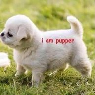 Smol Pupper
