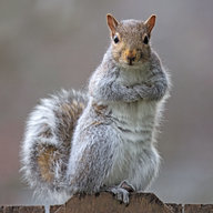 Squirreleatfatpeople