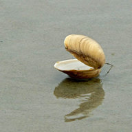 Piss Clam